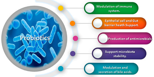 best supplements for gut health